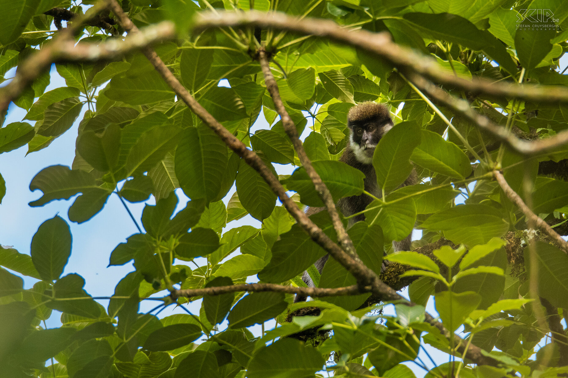 Bale Mountains - Harenna - Balemeerkat Tussen de bamboe in het Harennawoud leeft de endemische Balemeerkat (Bale Mountains vervet / Chlorocebus djamdjamensis), een van Afrika's minst bekende primaten. Deze apensoort is zeer schuw en het was zeer moeilijk om er een foto van te maken. Stefan Cruysberghs